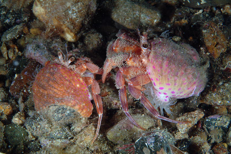 Corteggiamento Pagurus prideaux